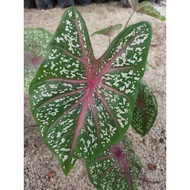 Caladium Red Star keladi viral 20cm