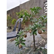 Pokok Ciku Mega Hybrid