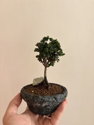 日本石化檜