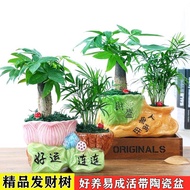 Money Tree Potted Green Plant Flower Lucky Bamboo Lotus Bamboo Plant Potted Office Desktop Plant Hig