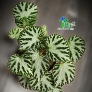 tanaman hias begonia rex tiger