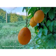 Gac fruit 木鳖果 / 1 BIJI BUAH / GAC FRUIT/ BUAH GAC / MOMORDICA COCHINCHINENSIS / 木鳖果 新鲜採摘