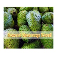 10pcs Seed Sweet Soursop Benih Manis Durian Belanda 红毛榴莲种子