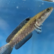 Channa Pulchra 10cm single tank