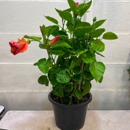 H2O - Thai Hibiscus Kampung Live Plant