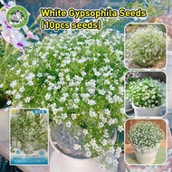 [Hot Sale] 10pcs/pack Gypsophila Seed Flower Seeds for Planting & Gardening - Babysbreath Gypsophila