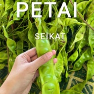 PETAI SEIKAT / PETAI KAMPUNG MATA BESAR / PETAI FRESH