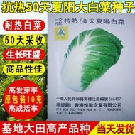 香港惟勤抗熱50天夏陽白菜種子 種籽日本進口耐熱大白菜種籽包心白菜籽hn