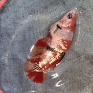 Ikan Cupang Red Koi Copper Gold Betina