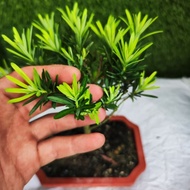 (READY STOCK) PODOCARPUS BONSAI