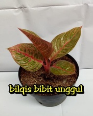 bunga aglonema huges-hughes enxlni 0748rk