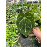 Anthurium Crystal x healthy and beautiful, up to size 15-20cm c6 pot