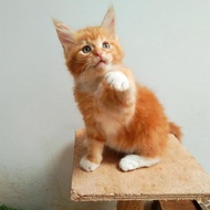 Kucing MaineCoon Jantan Asli Bukan Mix. Line ped CFA Maine Coon