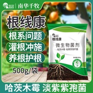 Root Concentrate Lavender Purple Bacillus Root Tumor Rotten Root Corrosion Agricultural Water-Solubl
