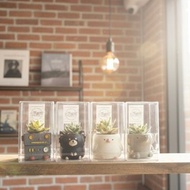 手作仿真龍舌蘭黏土盆