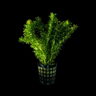 [Live Aquatic Plant] Egeria Densa (Anacharis) Submersed Potted