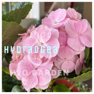 H2O - Hydrangea Flower Bunga tiga Bulan 绣球花 Live Plant [colour random]