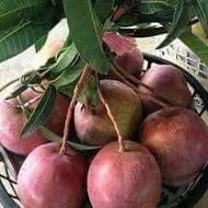 Taiwan mango R2E2 live grafted plant