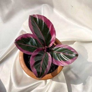 Calathea Cynthia Pink / Calathea Sintia Pink / Kalatea Sintia Pink Tanaman