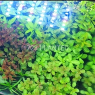 COMBO 5 LOW TECH AQUASCAPE