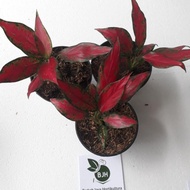 Aglaonema Rubby Garuda - Tanaman Hias Aglaonema