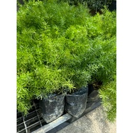 Asparagus fern sprengeri 10-100bag premium live plant free fertiliser 0.5kg free soil 3kg