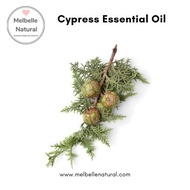 Cypress French Essential Oil