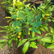 READY bibit tanaman buah jeruk nagami/kumquat-bibit jeruk mini nagami