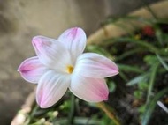 ※※蜜之鄉※※風雨蘭-莉莉派-特價100元(大小6球-裸根寄)-(風單044籃下)
