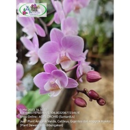 AYM-795 Anggrek Bulan Mini Rangkaian, Sakura @1plant