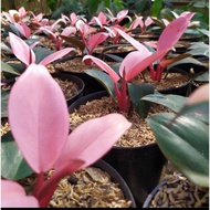 Tanaman hias philodendron pink congo/daun pink