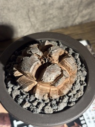 快閃價⚡️🌿【肉町】7cm精品南非龜甲龍連盆｜Dioscorea elephantipes 多肉植物 塊根植物 小盆栽 仙人掌 生日禮物 非象牙宮 非象足漆樹🌿