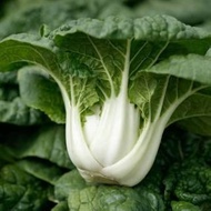 100 เมล็ด เมล็ดพันธุ์ กวางตุ้งฮ่องเต้ไทนี่ Tiny Bok Choy Seeds