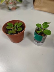非洲紫羅蘭盆栽 (小苗)