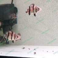 ikan Datz borneo/sumatra 3 bar kotor/mix