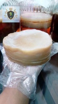 BIBIT SCOBY KOMBUCHA SUPER JUMBO GEMOY DAN STATER JAMUR DIPO TEH HITAM ORGANIK PREMIUM MINUMAN KESEH