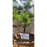 金钻罗汉松 Bonsai Podocarpus Macrophyllus