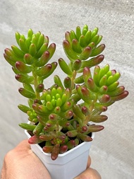 Sedum rubrotinctum - Jelly Bean  กุหลาบหิน ไม้อวบน้ำ น่ารักๆ กระถาง 2 นิ้ว