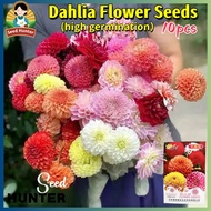 Fresh Assorted Mixed Dahlia Seeds for Planting Flowers (Easy To Grow Flower Seed - 10pcs) Rare Big D