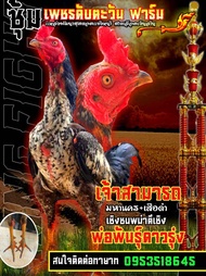 ไข่ไก่ชนสายเลือดเงินล้านราคาฟองละ150บาท พิเศษซื้อ3แถม1 ซื้อ5แถม2