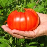 Biji Benih Tomat Raksasa (Big Beef Hybrid Tomato)