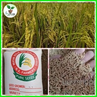 ● Binhi Palay Seeds/Rice Variety  222 & 436 BINHI Malakas umani Certified Seeds new harvest 1kilo