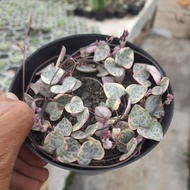 string of heart variegata pot 12cm