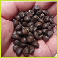 ▩ ๑ cobra vine (15 seeds) buy 2 get 1free
