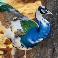 burung merak biru anakan blorok