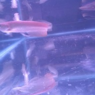 Ikan Arwana Silver Brazil Arowana