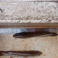 Ikan Toman Gabus hias 23-25 cm
