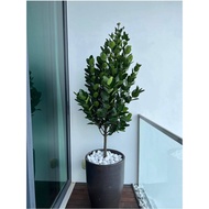 GPS Green Plant Society Live Tree Garcinia subelliptica 菲岛福木 ( 4ft )