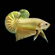 ปลากัด GOLDEN BETTA สีทอง (มีตัวเลือก เพศผู้/เพศเมีย และแบบคู่ ผู้+เมีย กรุณาอ่านก่อนกดสั่งซื้อ)  มีเก็บเงินปลายทาง