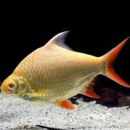 Ikan Kaviat Albino Jumbo Mata Merah Tengmet Predator Size 18-20Cm